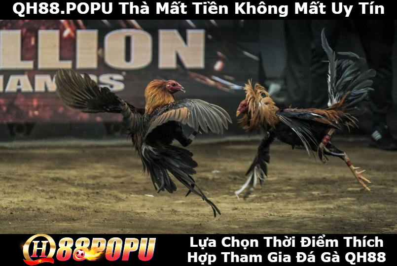 lua-chon-thoi-diem-thic-hop-tham-gia-da-ga-qh88