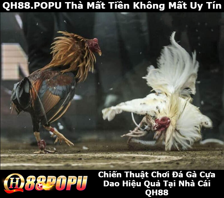 chien-thuat-choi-da-ga-cua-dao-hieu-qua-tai-qh88