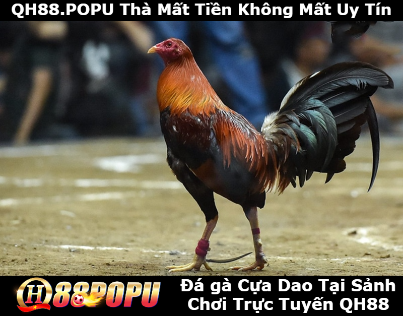 da-ga-cua-dao-tai-sanh-choi-truc-tuyen-tai-qh88