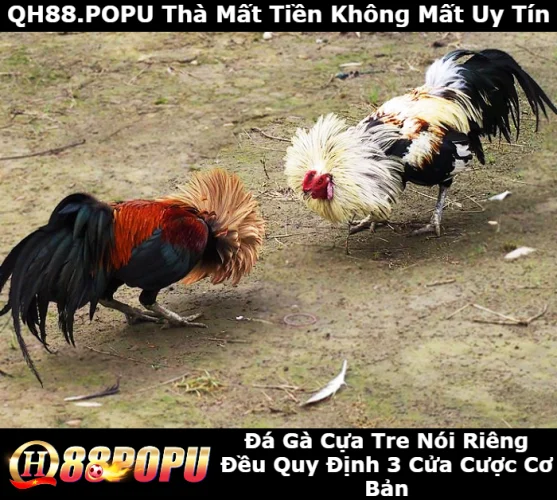 da-ga-cua-tre-quy-dinh-3-cua-cuoc-co-ban-tai-qh88