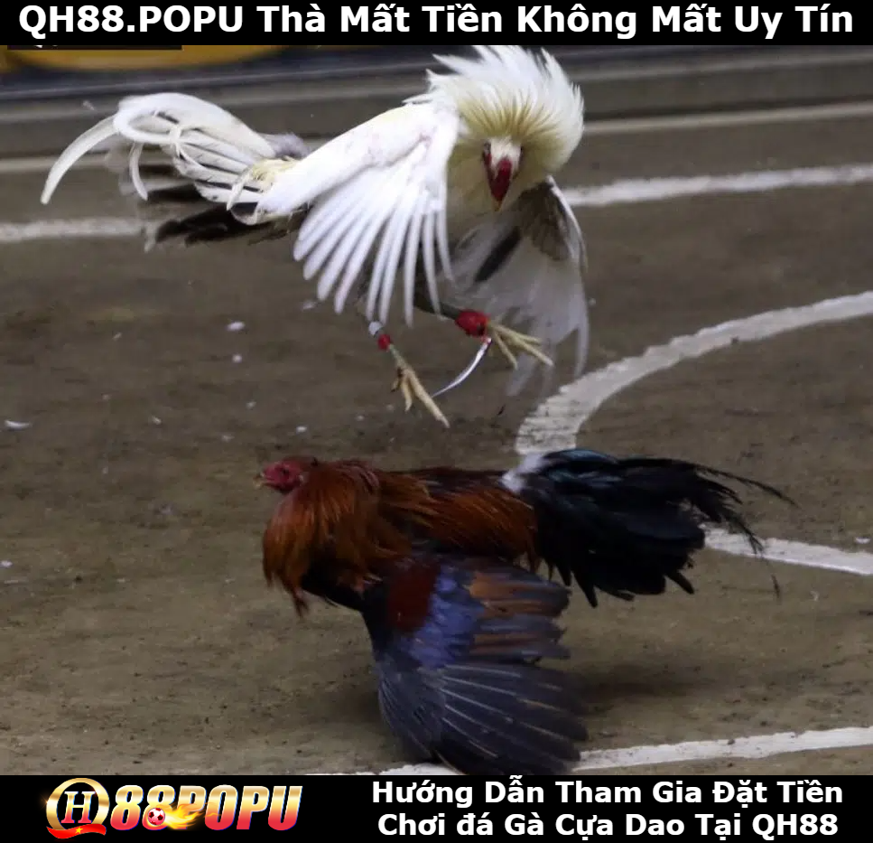 huong-dan-tham-gia-dat-cuoc-choi-da-ga-tai-qh88