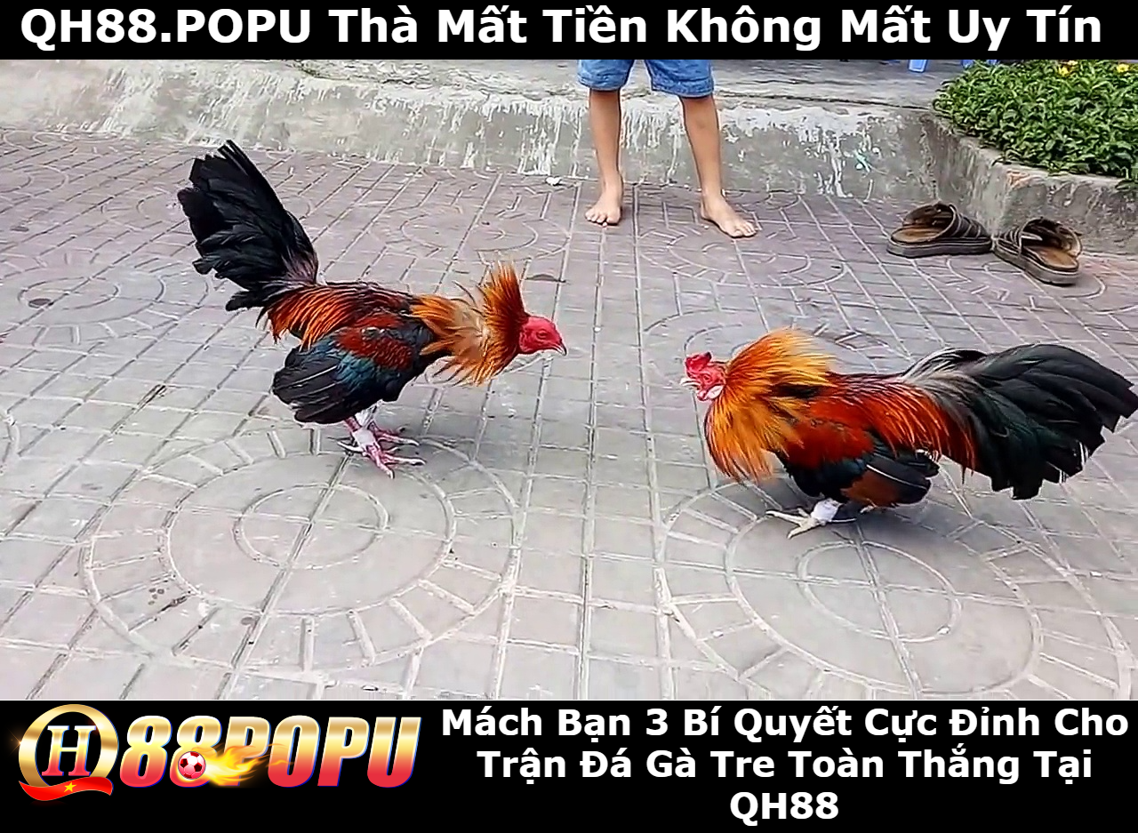 mach-ban-3-bi-quyet-cuc-dinh-tran-da-ga-tre-toan-thang-tai-qh88