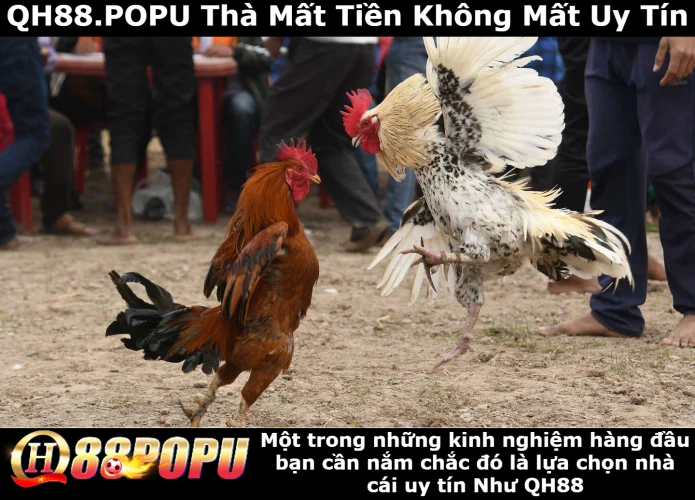 nhung-kinh-nghiem-hang-dau-ban-can-nam-chac-tai-qh88