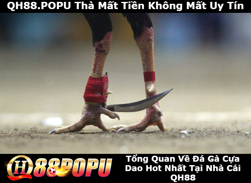 tong-quan-ve-da-ga-cua-dao-tai-qh88